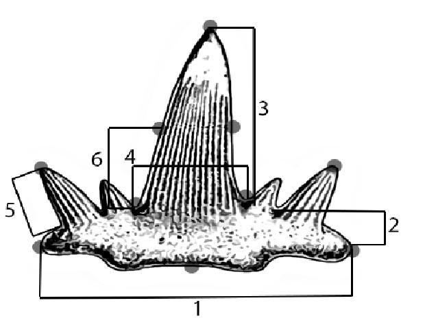 Representative cladodont tooth with landmarks and linear measurements utilized in descriptions and analyses. Landmarks represent distal and medial points associated with the root and each cusp while linear measurements encompass maximum depth, width, and height of the root and each cusp