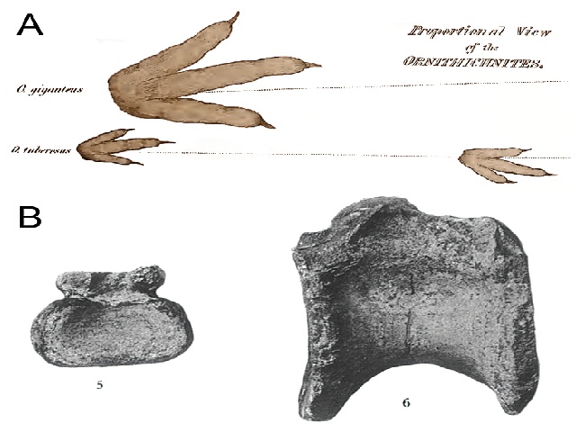 Earliest historical records of theropod remains in North America (A) and South America (B). A) Theropod footprints referred to the ichnospecies Ornithichnites giganteus and O. tuberosus from the Lower Jurassic of the Connecticut River, Massachusetts, and first reported and illustrated by Hitchcock (1836: plate appended “Proportional view of the Ornithichnites”; modified); B) Caudal centrum of a theropod (‘5’) and dorsal centrum of a ?neovenatorid theropod (‘6’), from the Upper Cretaceous of the Neuquén region, Argentina, and first described and illustrated by Lydekker (1893: plate 3)