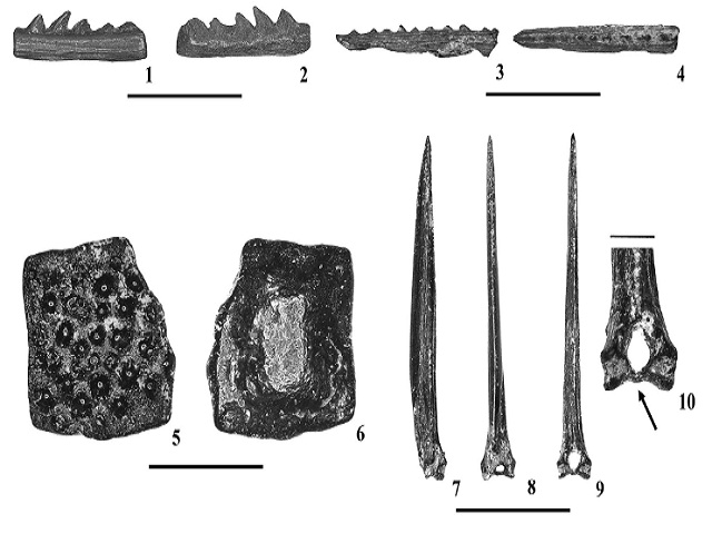 Indeterminate osteichthyan remains from the Tallahatta–Lisbon Formation contact, Pigeon Creek, near Red Level, Conecuh-Covington Counties, Alabama; 1-4) Ariidae gen. indet. (NJSMGP: 24045); 5-6) Ostraciidae gen. indet. Dermal ossicle (NJSMGP: 24046); 7-10) Cf. Beryciformes fin spine (NJSMGP: 24036). Scale bars for 1-9 = 1 cm; 10 = 1 mm. Orientations: 1, 2, 3, 5, 7 = lateral view; 4 = dorsal view; 8 = anterior view; 9-10 = posterior view. Arrow denotes the lumen and solid basal bar on the fin spine