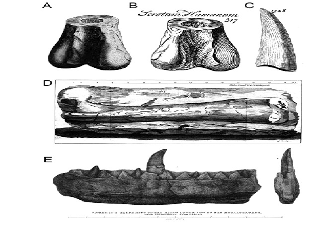 Earliest historical records of theropod remains in the world. A-B) Distal part of a left femur of Megalosaurus from Cornwell, U.K., in posterior view, and first reported by Plot (1677); A, illustrations by Plot (1677, table 8, fig.4); and B, Brookes (1763, p. 312, figure 317) showing the label ‘Scrotum Humanum’; C) Isolated theropod tooth (likely Megalosaurus) from the Stonesfield, U.K., illustrated by Lhuyd (1699, plate 16, figure 1328); D) Right femur of Megalosaurus from Stonesfield, U.K., in anterior view, illustrated by Platt (1758, table 19); E) Right dentary of Megalosaurus bucklandii from Stonesfield, U.K., in medial and posterior views, illustrated by Buckland (1824, plate 40)
