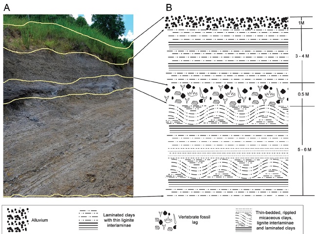 Stratigraphic occurrence of fossils recovered during our study. A) Photograph showing exposure of Eutaw Member strata along south bank of Luxapalila Creek. Solid yellow lines indicate boundaries between beds. B) Simplified stratigraphic column for exposure seen in A (legend shown along bottom). Figure by C.N. Ciampaglio