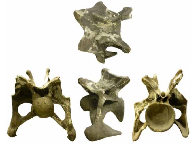 A cervical vertebra of Apatosaurus ajax YPM 1860 showing complete bifurcation of the neural spine into paired metapophyses. In dorsal (top), anterior (left), left lateral (middle), and posterior (right) views