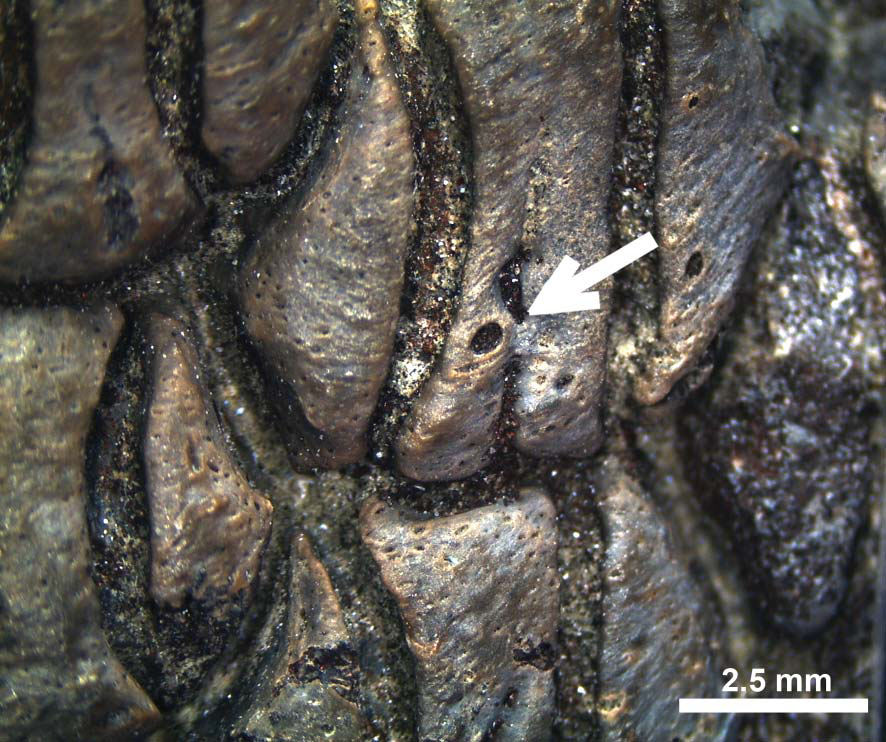 Detail of LAGESE V-00014 in basal view showing partially closed nutritive groove. Labial is at top
