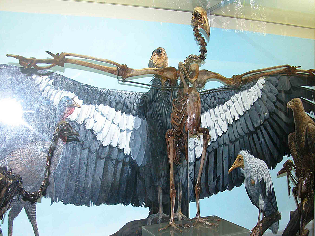 Mounted specimen of the RLB condor in the Page Museum. Photography by D.R. Prothero