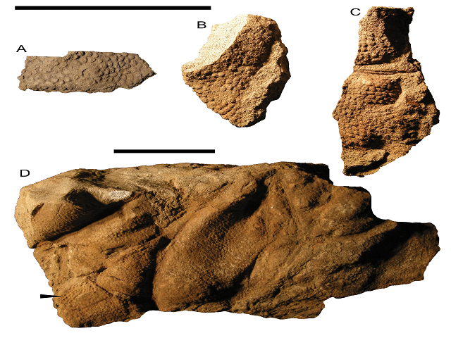 Representative skin impressions from a hadrosaurid dinosaur, RAM 9137. Lighting is from the upper left in all cases, and all specimens are natural casts (except for a small portion of D, where a natural mold is indicated by an arrow). The apparent large tubercle in the center of A is in fact an abraded area. The scale bars equal 10 cm; the upper bar is for A-C, and the lower bar is for D. Photography by Lucia Herrero. Courtesy of Raymond M. Alf Museum of Paleontology
