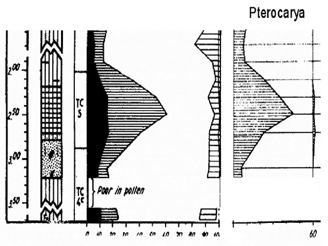 The middle section of Pit Russel–Tiglia–Egypte (left) combined with Pterocarya pollen percentages (right).