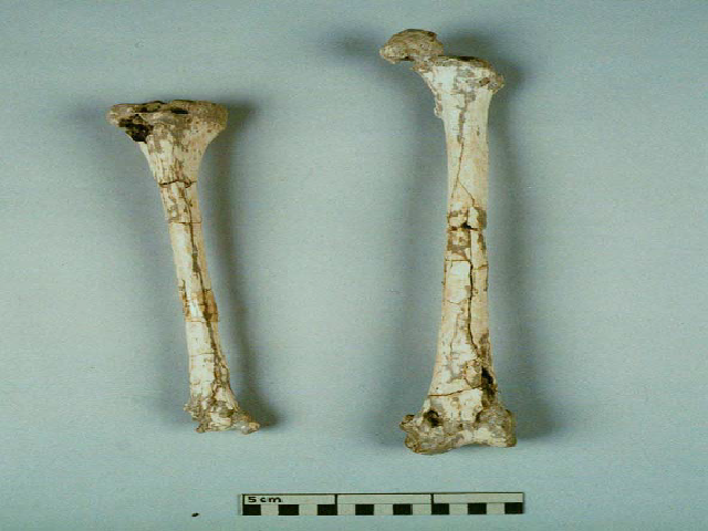Liang Togé right tibia and left femur.